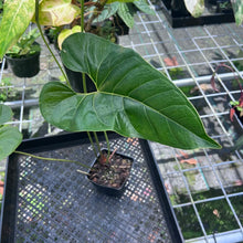 Load image into Gallery viewer, Anthurium Decipiens, Exact Plant
