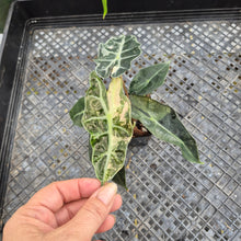 Load image into Gallery viewer, Alocasia polly snowflake pink variegated, Exact Plant Ships Nationwide.

