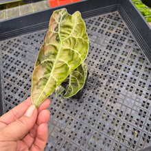 Load image into Gallery viewer, Alocasia Watsoniana Albo/Pink Variegated, Exact Plant Ships Nationwide
