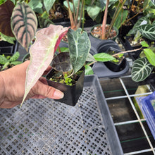 Load image into Gallery viewer, Alocasia Polly Mint Pink variegated 2.5" pot, Fedex 2day*

