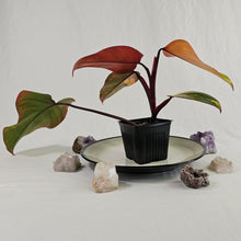 Load image into Gallery viewer, Philodendron Strawberry Shake, Exact Plant Variegated
