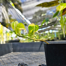 Load image into Gallery viewer, Philodendron Hederaceum Micans Aurea, Exact Plant Variegated Ships Nationwide
