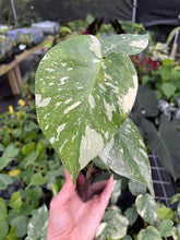 Load image into Gallery viewer, Monstera Deliciosa Creme Brulee variegated 2.5" pot, Fedex 2day*
