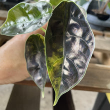Load image into Gallery viewer, Alocasia Azlanii Aurea variegated exact plant, Fedex 2day*
