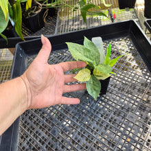 Load image into Gallery viewer, Zamioculcas Zamiifolia Wild Form ZZ, Exact Plant Variegated Ships Nationwide
