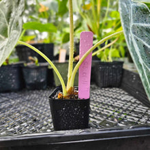 Load image into Gallery viewer, Alocasia Grandis, Exact Plant
