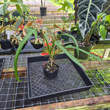 Load image into Gallery viewer, Philodendron Holtonianum, Exact Plant Ships Nationwide
