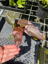 Load image into Gallery viewer, Philodendron Pink Princess Galaxy, Exact Plant Variegated
