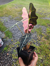 Load image into Gallery viewer, Alocasia Amazonica Large Form Pink Variegated, exact plant, not Polly, Fedex2day
