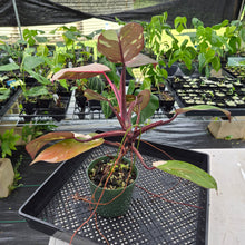 Load image into Gallery viewer, Philodendron Red Anderson Variegated exact plant, Fedex 2day
