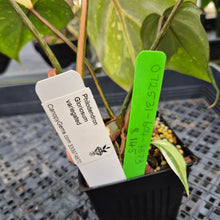 Load image into Gallery viewer, Philodendron Gloriosum variegated, Exact Plant Ships Nationwide
