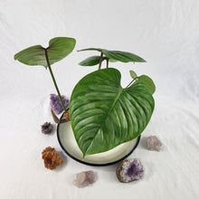 Load image into Gallery viewer, Philodendron Sodiroi True Form, Exact Plant Ships Nationwide
