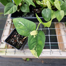 Load image into Gallery viewer, Syngonium Chiapense, Exact Plant Variegated Ships Nationwide

