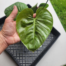Load image into Gallery viewer, Philodendron Sodiroi True Form, Exact Plant Ships Nationwide
