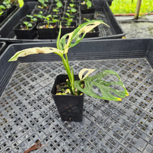 Load image into Gallery viewer, Monstera Adansonii Laniata Albo, Exact Plant Variegated Ships Nationwide
