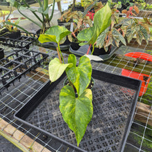 Load image into Gallery viewer, Anthurium Andraeanum White Heart, Exact Plant Variegated Ships Nationwide
