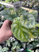 Load image into Gallery viewer, Alocasia Silver Dragon Aurea variegated 2.5" pot, Fedex 2day*
