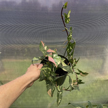 Load image into Gallery viewer, Syngonium Red Spot Tricolor Variegated exact plant, Fedex 2day
