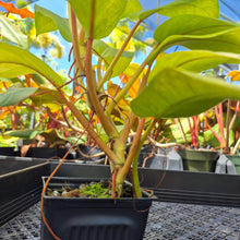 Load image into Gallery viewer, Philodendron Thai Sunrise, Exact Plant Variegated Ships Nationwide
