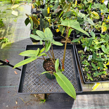 Load image into Gallery viewer, Philodendron Mexicanum, Exact Plant 5.5&#39;&#39; pot Ships Nationwide
