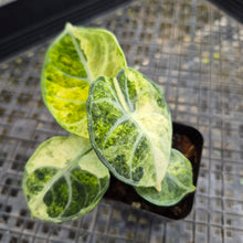 Load image into Gallery viewer, Alocasia Ninja, Exact Plant Variegated Ships Nationwide
