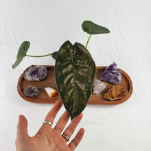 Load image into Gallery viewer, Alocasia Wentii, Exact Plant Variegated
