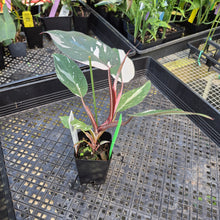 Load image into Gallery viewer, Philodendron Red Anderson, Exact Plant Ships Nationwide

