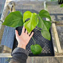 Load image into Gallery viewer, Monstera Sierrana Hawaii Clone, Exact Plant Ships Nationwide
