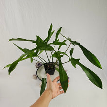 Load image into Gallery viewer, Philodendron Longilobatum Lelano Miyano, Exact Plant Large, mature

