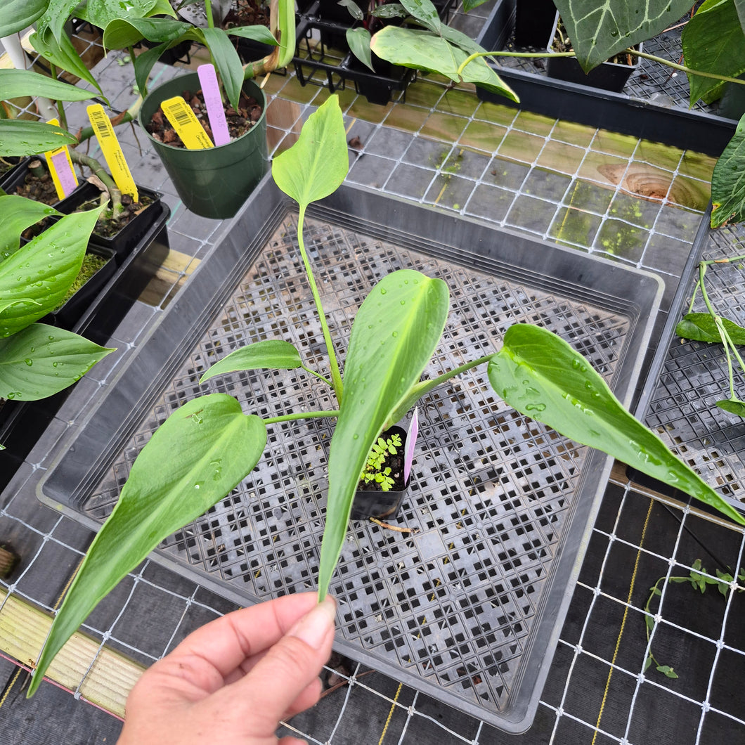Monstera Burle Marx Flame, Exact Plant Ships Nationwide