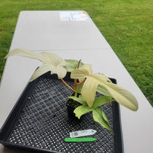 Load image into Gallery viewer, Philodendron Florida Ghost, Exact Plant Ships Nationwide
