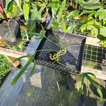 Load image into Gallery viewer, Philodendron Holtonianum, Exact Plant Ships Nationwide
