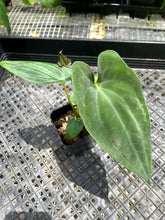 Load image into Gallery viewer, Anthurium Papillilaminum Fort Sherman, Exact Plant Ships Nationwide
