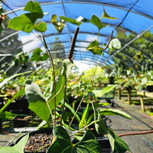 Load image into Gallery viewer, Anthurium Leuconeurum, Exact Plant
