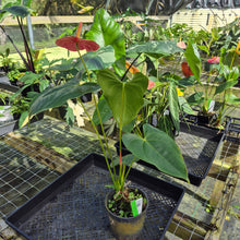 Load image into Gallery viewer, Anthurium Andreaenum Starlight Splash, Exact Plant, speckled
