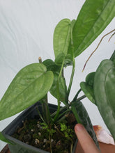 Load image into Gallery viewer, Anthurium Sp. Limon, Exact Plant 4 stem plant
