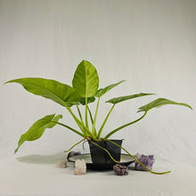 Load image into Gallery viewer, Philodendron Giganteum, Exact Plant Variegated
