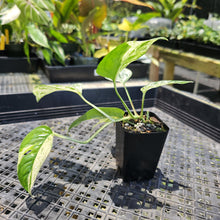 Load image into Gallery viewer, Epipremnum Pinnatum Marble, Exact Plant Variegated Ships Nationwide

