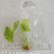 Load image into Gallery viewer, Alocasia Longiloba Aurea variegated tissue culture 2DayAir
