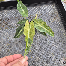 Load image into Gallery viewer, Alocasia polly aurea variegated, Exact Plant Ships Nationwide.
