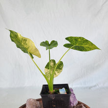 Load image into Gallery viewer, Alocasia Gageana Aurea Variegated 4&quot; pot, Fedex 2 day*
