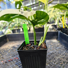 Load image into Gallery viewer, Monstera Adansonii Albo Tricolor, Exact Plant Variegated Ships Nationwide
