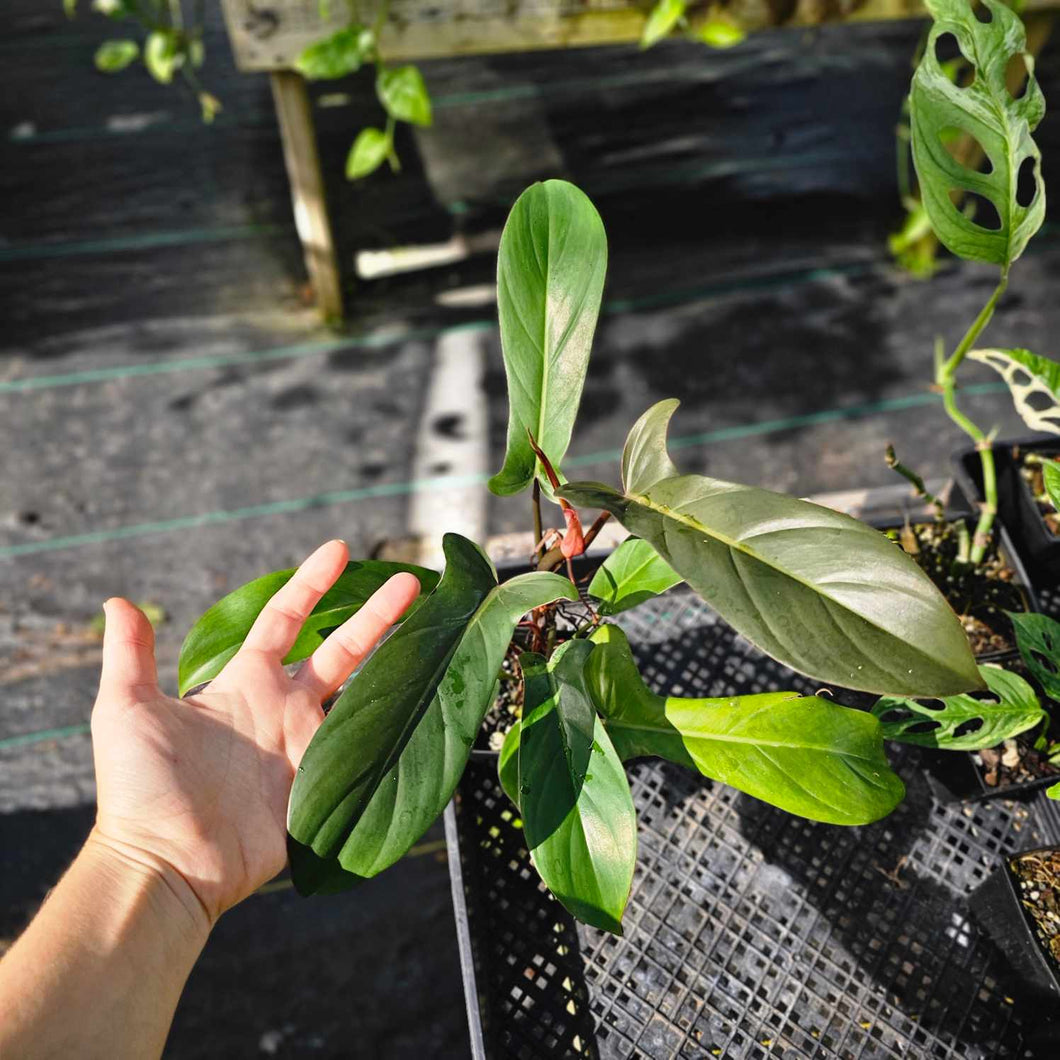 Philodendron Florida Bronze, Exact Plant Ships Nationwide