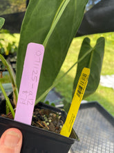 Load image into Gallery viewer, Anthurium Cirinoi, Exact Plant Ships Nationwide
