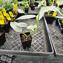Load image into Gallery viewer, Philodendron Hastatum Silver Sword, Exact Plant Variegated Ships Nationwide
