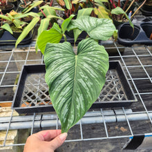 Load image into Gallery viewer, Philodendron Plowmanii, Exact Plant Ships Nationwide
