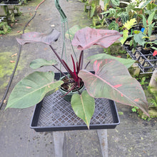 Load image into Gallery viewer, Philodendron Orange Princess Variegated exact plant, Fedex 2day*
