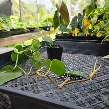 Load image into Gallery viewer, Philodendron Hederaceum, Heart Leaf, Exact Plant Variegated Ships Nationwide
