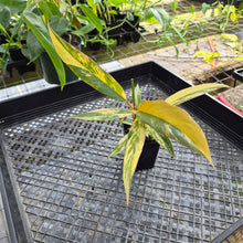 Load image into Gallery viewer, Philodendron Caramel Marble, Exact Plant Variegated Ships Nationwide
