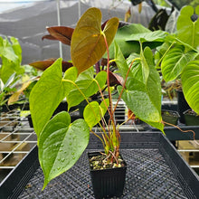 Load image into Gallery viewer, Anthurium Red Beauty, Exact Plant
